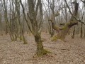 Tölgyfa maradvány Mocsárerdő Szászrégen